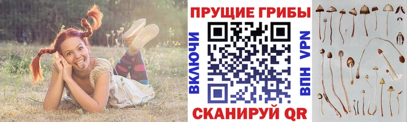 купить  цена  Балтийск  Псилоцибиновые грибы Psilocybine cubensis 